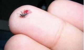 小咬是什么虫子 小咬是什么虫子