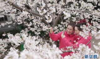 樱花树下的重逢 樱花树下的重逢