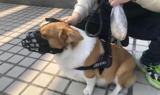 社区禁止养狗引质疑 社区禁止养狗引质疑