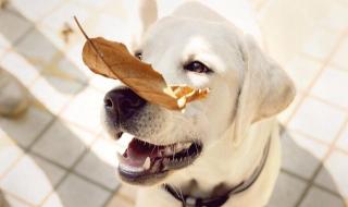 洛克王国可可树在哪