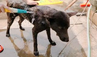 小双在农村 小双在农村