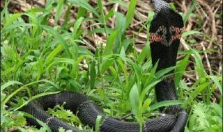 中华眼镜蛇 中华眼镜蛇