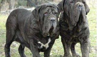 “意大利拿破仑”去世 “意大利拿破仑”去世