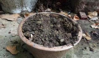 种子编辑器 种子编辑器