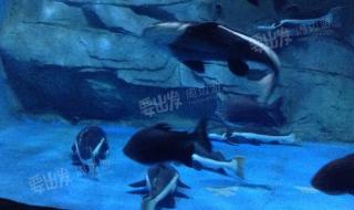 泉城海洋极地世界门票 泉城海洋极地世界门票