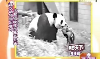 上海野生动物园咬死人 上海野生动物园咬死人