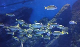 武汉海洋世界 武汉海洋世界