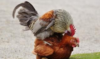 男子高速与公鸡打架 男子高速与公鸡打架
