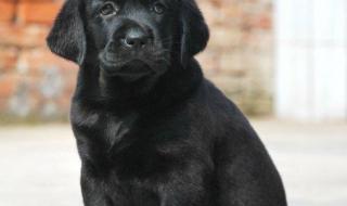 拉布拉多纯种多少钱 拉布拉多纯种多少钱